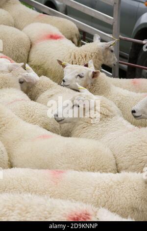 Flock of sheep being loaded on to a animal transporter to be taken to market Stock Photo