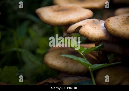 Beautiful set of wild mushrooms on the forest ground with gorgeous light enhancing the composition Stock Photo
