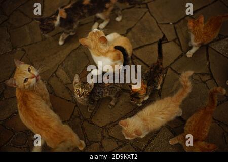 Many cats and kittens walking on a stone road Stock Photo