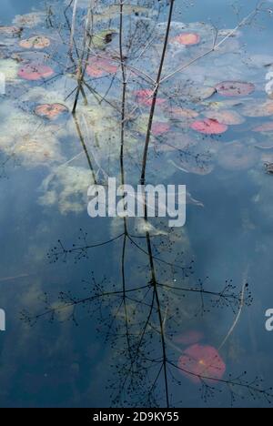 Reflections of the leaves of water lilies in the raised pool of the University of Bristol Botanical Gardens, England UK Stock Photo