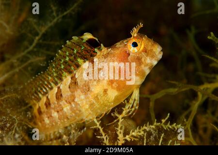 Horned slimy fish, Parablennius tentacularis, Tamariu, Costa Brava, Spain, Mediterranean Stock Photo