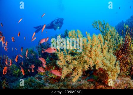 Shrub coral with Mediterranean anthias and diver, Savalia savaglia with Anthias anthia, Tamariu, Costa Brava, Spain, Mediterranean Anthiadinae Stock Photo