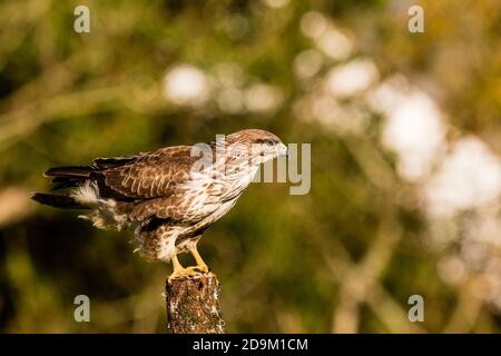 A common buzzard in late afternoon autumn sunshine in mid Wales Stock Photo