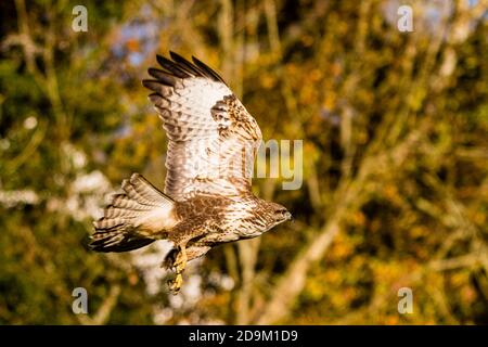 A common buzzard in late afternoon autumn sunshine in mid Wales Stock Photo