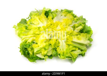 Escarole (Cichorium endivia) on a white background Stock Photo