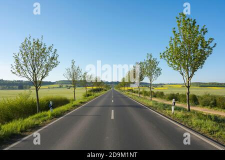 Country road, row of trees, maple tree, morning, spring, landscape protection area, In Russia and in the cow pasture, Limeshain, Wetterau, Hesse, Germany Stock Photo