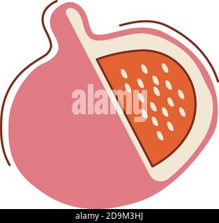 Ripe violet fig flat vector abstract element Stock Vector