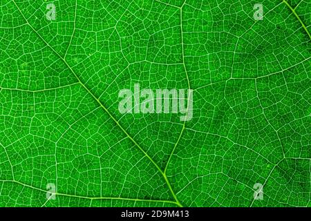 Texture of a green and yellow colorful autumn leaf use as natural abstract background. Cell structure. Detail nature. Stock Photo