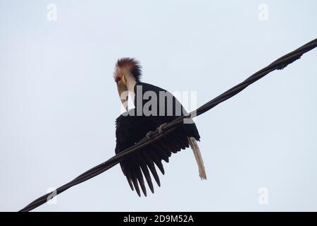 Hornbills perch on power lines in the vicinity of Meru Betiri National Park, located in the districts of Jember and Banyuwangi, East Java, Indonesia. Stock Photo