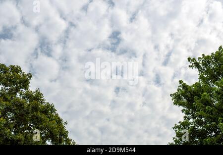 With green trees leaves on each side, these pretty white clouds in a blue sky are framed nicely and could make a nice copy space area for springtime o Stock Photo