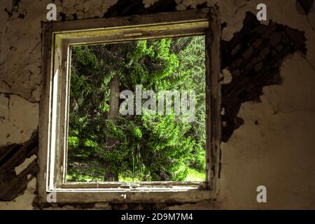a pine forest visible through the broken walls and window frames of an old building Stock Photo