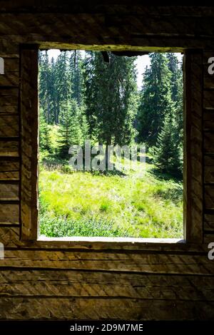 a pine forest visible through the broken walls and window frames of an old building Stock Photo