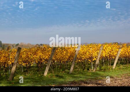 A Vineyard in Sussex on a Sunny Late Autumn Morning Stock Photo