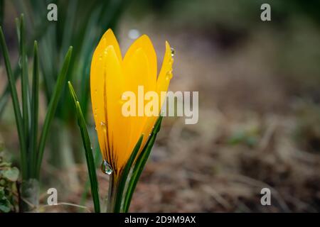 Closeup of yellow fresh blooming crocus in the morning with water drops on the petals Stock Photo