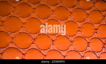 a red sheet of plastic bubble wrap Stock Photo