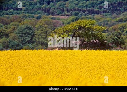 Oilseed Rapes (Brassica napus) in a field with forest in the background, Vastergotland, Sweden Stock Photo