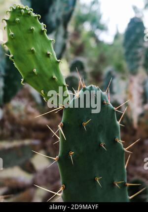 Beautiful tropical succulents. Blind prickly pear cactus field. Closeup view of green cacti leaves with sharp spines. Growing natural cactuses outdoor Stock Photo