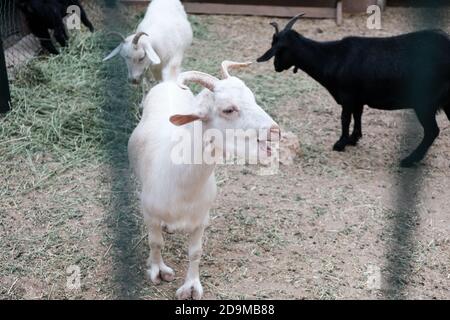 White curious goat bleating behind a fence in a zoo or on a farm. Breeding livestock for milk and cheese. Domestic animals held captive in a barn. Stock Photo