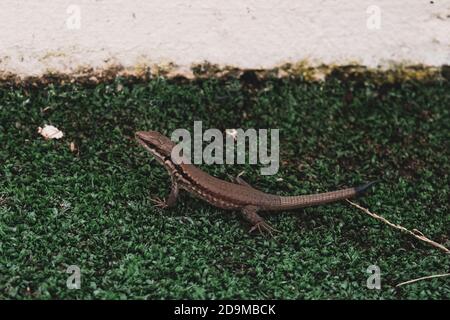 Cute little lizard sitting on green grass golf course. Wildlife in natural environment. Exotic reptile in outdoor field ground or meadow. Beautiful Stock Photo