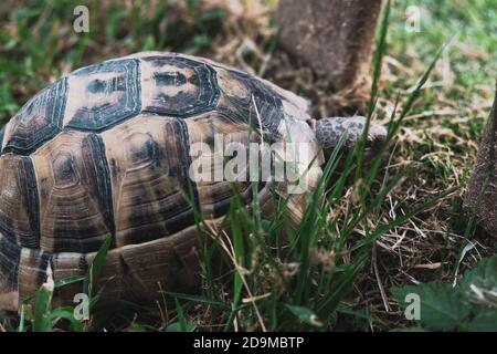 Sad tortoise looking through a fence to the future or maybe for quarantine concept. Beautiful turtle with textured camouflage shell hiding in grass. Stock Photo