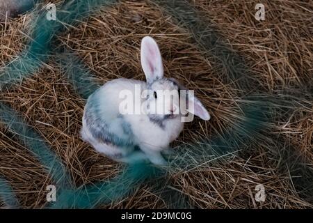 Funny curious rabbit behind the green fence in a zoo. Cute white bunny with one ear up in the air in captivity. Domesticated animal kept in the zoo fo Stock Photo