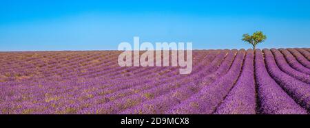 Lavender flower blooming fields endless rows. Valensole Provence. Purple blooming lavender field beautiful scenic sky and trees Stock Photo
