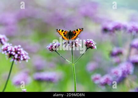 The small tortoiseshell butterfly Aglais urticae on Verbena bonariensis butterfly perching on flower Stock Photo