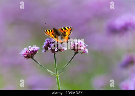 Small Tortoise shell butterfly Aglais urticae drinking nectar Verbena bonariensis butterfly on flower Stock Photo