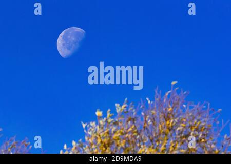 Daylight Waning gibbous in a blue autumn sky. Stock Photo