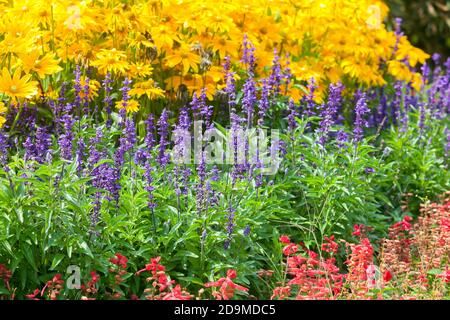 Flowerbed border garden summer flowers Salvia rudbeckia Stock Photo