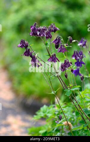 Aquilegia vulgaris,purple flowers,flowering,blooms,perennials,columbines,columbine,aquilegia,aquilegias,RM Floral Stock Photo
