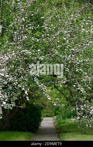 apple blossom,apple tree flowering,malus flowers,blossom,blossoms,spring,tree,trees,path,pathway,cover,covered,white flowers,RM Floral Stock Photo
