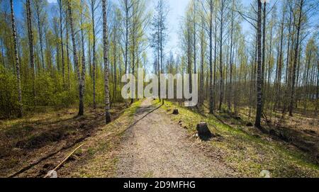 Walkway through birch forest at Spring , Finland Stock Photo