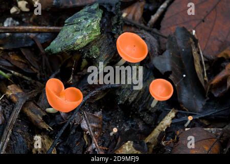 Tiny red cup or champagne mushrooms in the leaf litter on the floor of the rainforest in Panama. Stock Photo