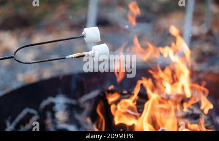 Marshmallows on a stick being roasted over a campfire outside. Stock Photo
