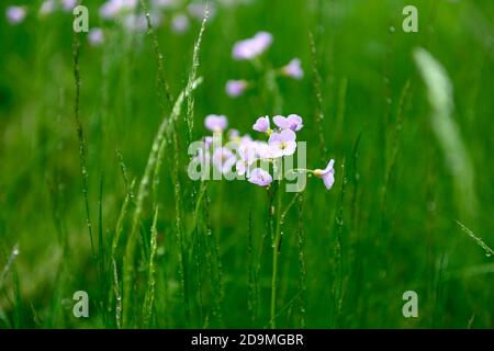 cardamine pratensis,Cuckooflower, Lady's Smock,lilac-pink flowers,flowering,wildflower,wildflowers,garden,RM Floral Stock Photo