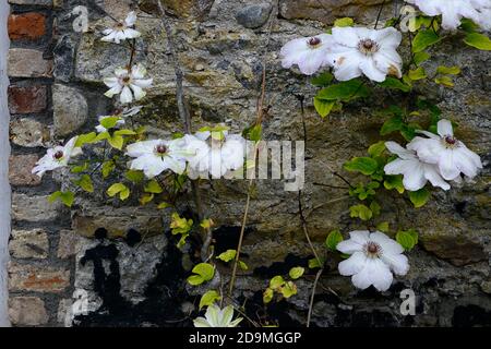 Clematis Henryi,clematis Henry I,Early Large-flowered clematis,large star-shaped flowers,white flowers,flowering,growing against wall,climber,early su Stock Photo