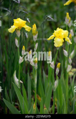 iris,Bearded Iris,Iris germanica,German Iris,yellow coloured flowers,colored, Rhizomatous,flowering,flowers,flower spike,spikes,RM Floral Stock Photo