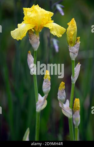 iris,Bearded Iris,Iris germanica,German Iris,yellow coloured flowers,colored, Rhizomatous,flowering,flowers,flower spike,spikes,RM Floral Stock Photo