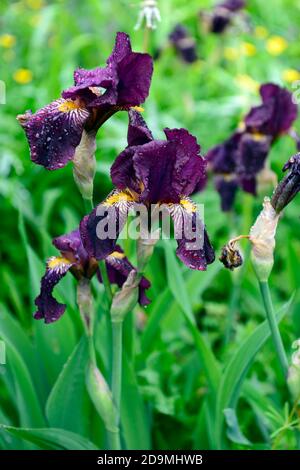 iris,Bearded Iris,Iris germanica,German Iris,dark purple,,colored, Rhizomatous,flowering,flowers,flower spike,spikes,RM Floral Stock Photo