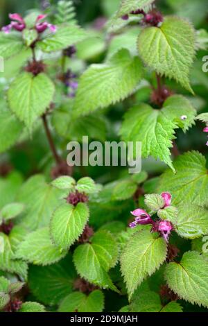 Lamium maculatum,Spotted Dead-nettle,purple flowers,flowering,irish native wildflower,wildflowers,orchid,orchids,perennial,RM Floral - Stock Photo