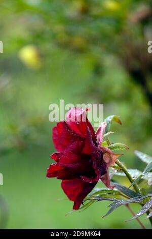 Paeonia suffruticosa,dark red wine coloured flower,flowers,flowering,tree peony,spring,garden,gardens,RM Floral Stock Photo