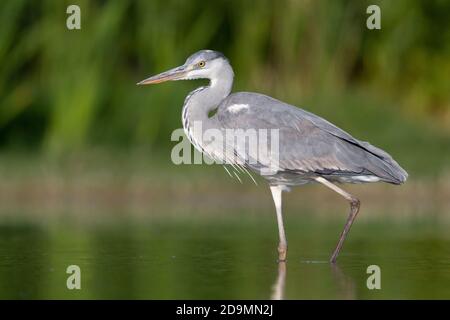 Grey Heron (Ardea cinerea), side view of an immature walking in the water, Campania, Italy Stock Photo
