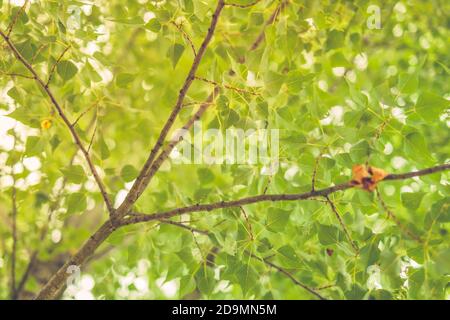 Green leaves background. Beautiful forest tree. Nature green leaves background with daylight Stock Photo