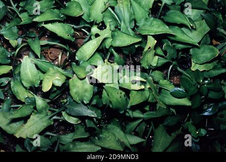 Cryptocoryne pontederiifolia is a marsh plant found only on the western coast of Sumatra Stock Photo