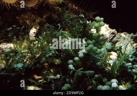 Caulerpa racemosa is a species of edible green alga, a seaweed in the family Caulerpaceae. It is commonly known as sea grapes Stock Photo