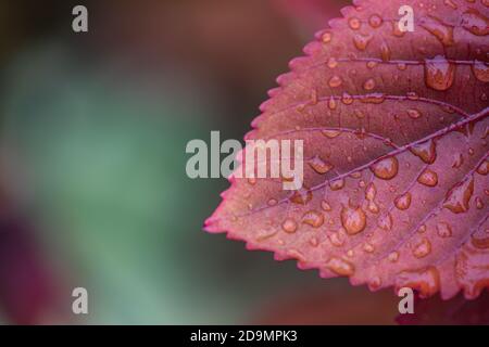 Water drop on autumn leaf, abstract drops of water on flower leaf. Artistic nature closeup, calm, peaceful nature Stock Photo