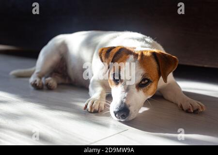 Beautiful dog Jack Russell Terrier lies on  floor on his stomach, stretches his legs forward, looks at the camera, bask in sun. Purebred animal. Brown Stock Photo