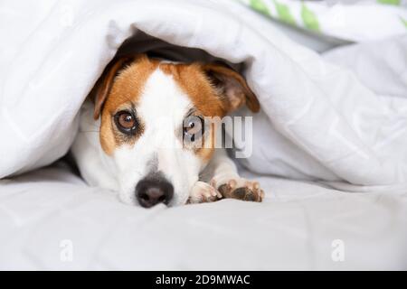 A beautiful dog, Jack Russell Terrier, lies on a bed under a blanket on his stomach, stretches his legs forward, looks at the camera. Thoroughbred ani Stock Photo