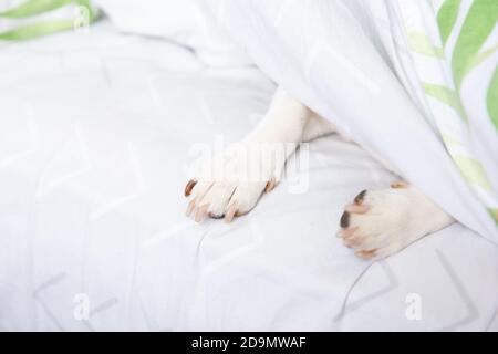 Cute white dog paws stick out from under the covers. Jack Russell Terrier is hiding under the blanket. Morning, I do not want to wake up. Closeup, sel Stock Photo